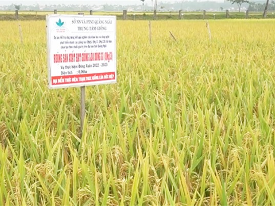 Quảng Ngãi: Phát triển các giống lúa mới theo chuỗi giá trị